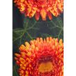Desigual Vest Alma ruha